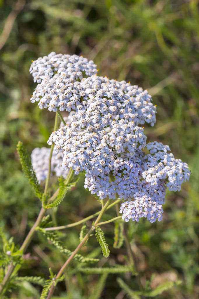 Achillea full sun perennials