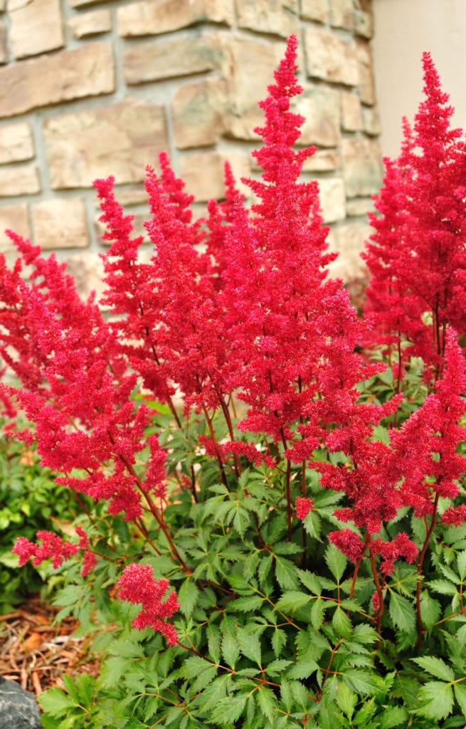 A cluster of red astilbe flowers blooming in the garden.