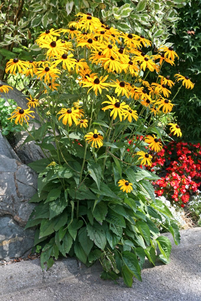 Bright yellow black eyed susan perennial flowers blooming in the garden.