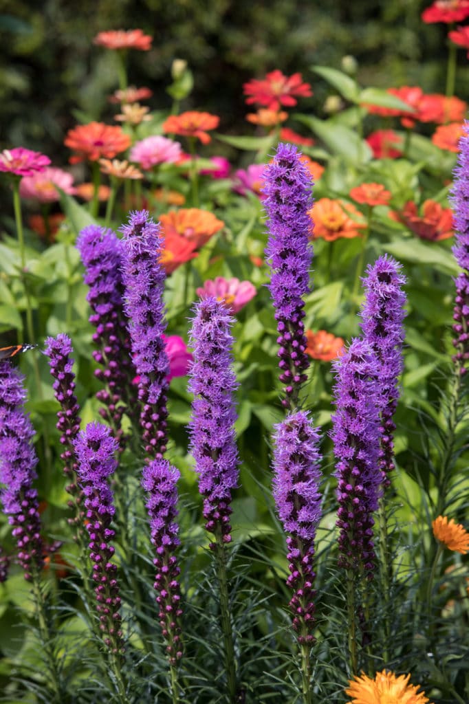 Tall, thin, and purple blazing star perennial flowers blooming among other orange and pink blooms.