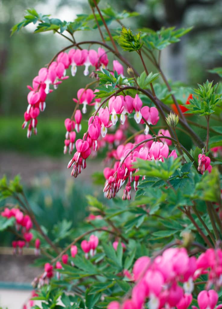 A group of bleeding-heart perennial flowers that feature closed, heart-shaped pink petals that dangle from long, thin, and arched stems.