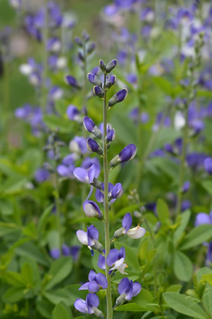 Long stems of blue false indigo flowers blooming in the garden.