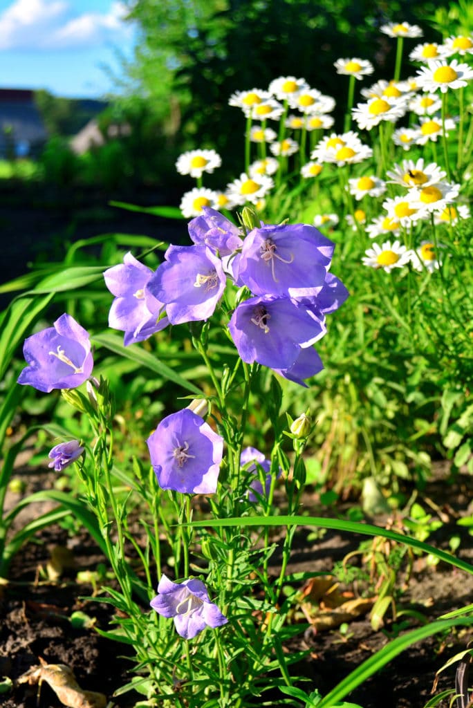 Campanula Bellflower flower featuring light-purple, bell-shaped blooms.