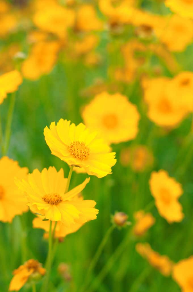 Bright yellow-orange coreopsis flower blooming in a field of green foliage.