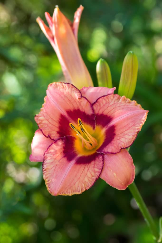 A multi-colored daylily flower featuring pink, orange, and burgundy hues.