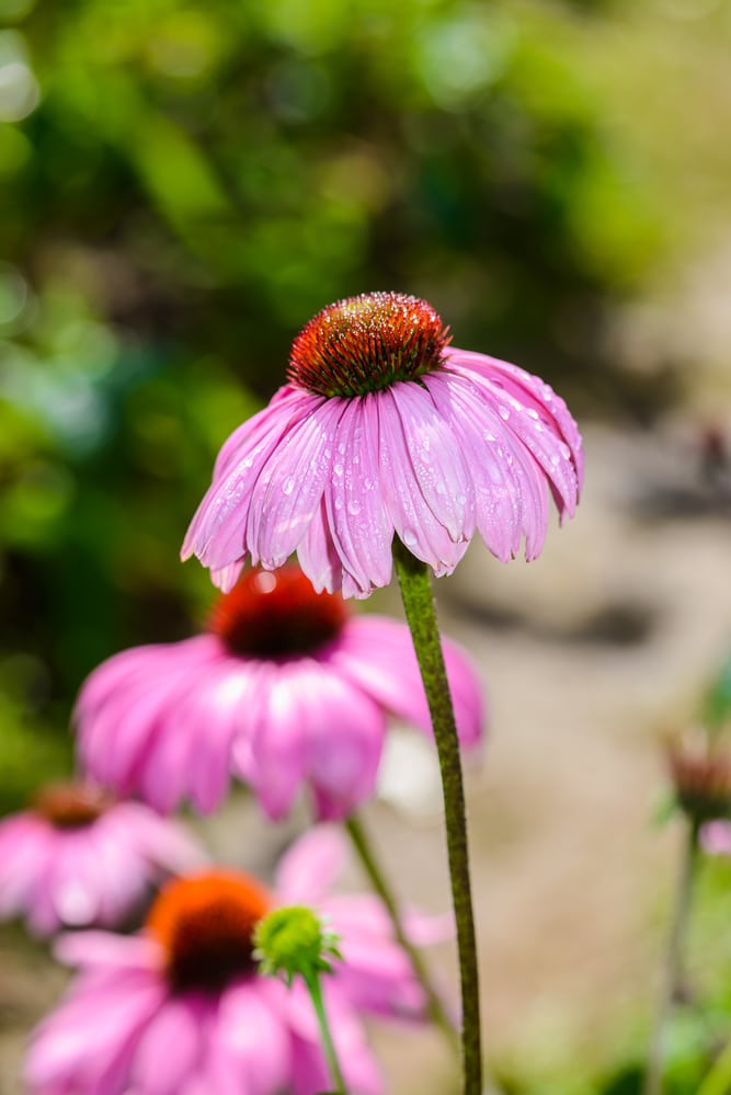 Pink-purple coneflowers featuring downward-facing flower petals that are growing on long, thin stems.