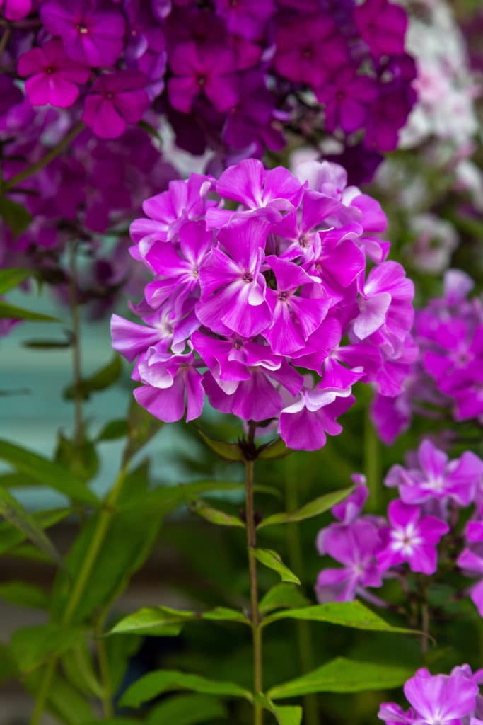 Purple garden phlox flowers blooming on long, thin stems.