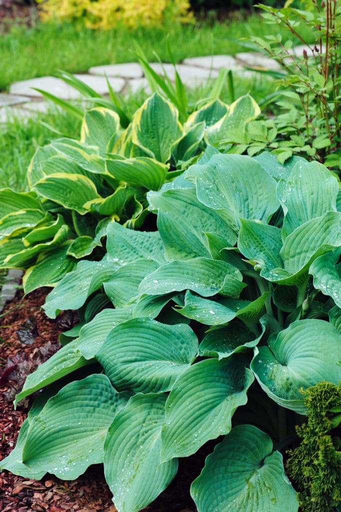 A cluster of hosta perennial plants featuring very large green leaves planted out along a stone walkway.