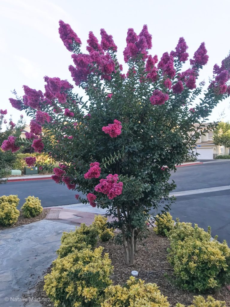 Learn how to grow Crepe Myrtle Trees!