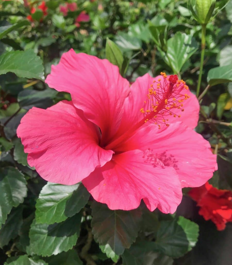 Bright pink and tropical hibiscus flower.