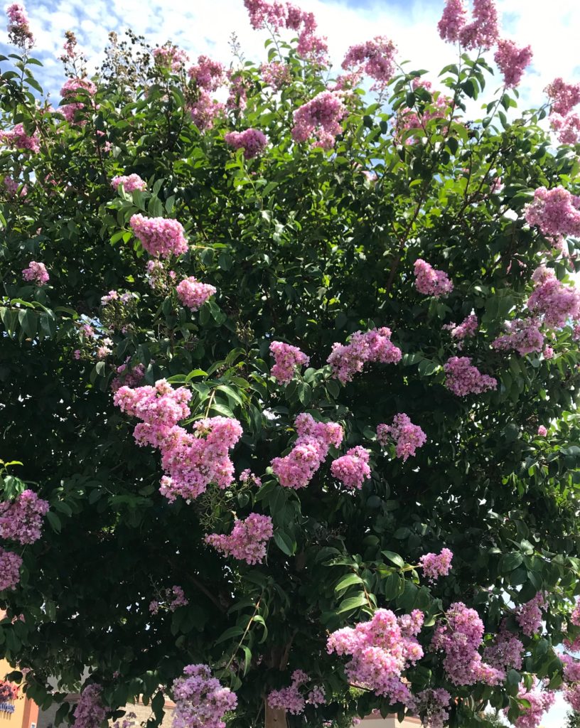 Learn how to grow Crepe Myrtle Trees!