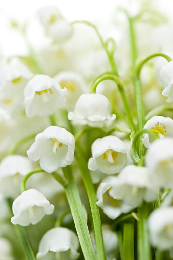 Lily of the Valley flowers that feature a small, deep neck and white bell-shaped petals.