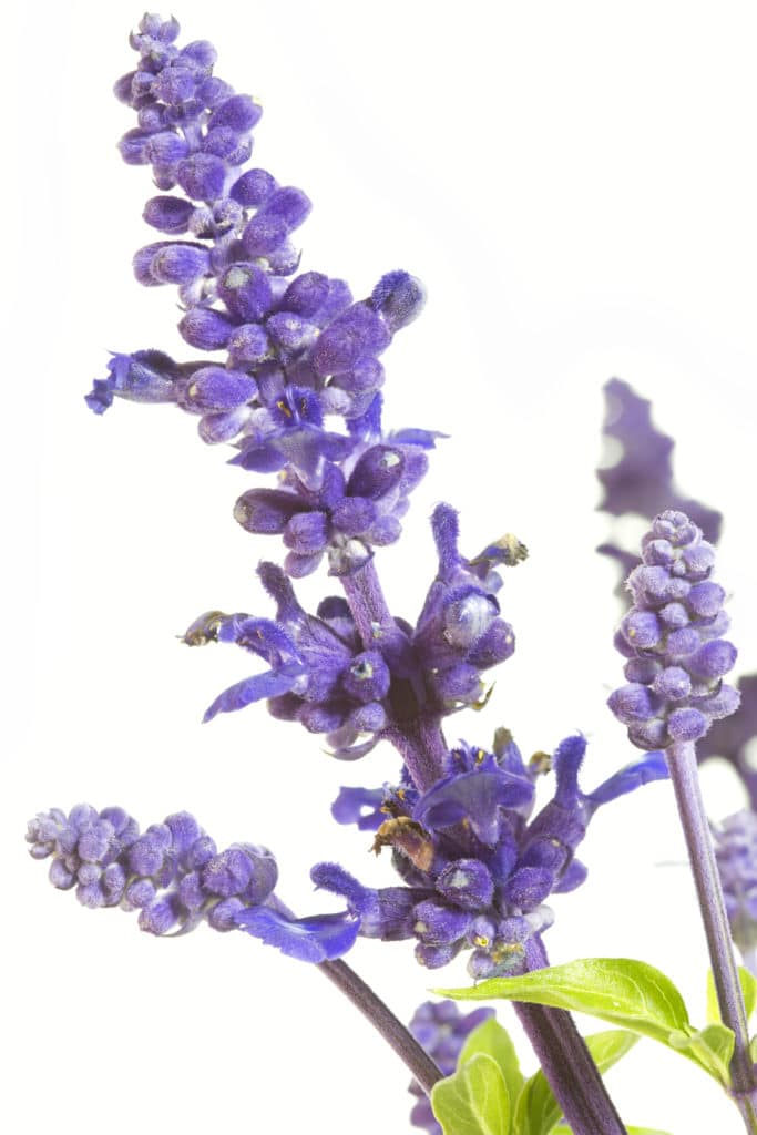 May Night Salvia features clusters of purple, bead-like flowers that grow on long and thin stems.