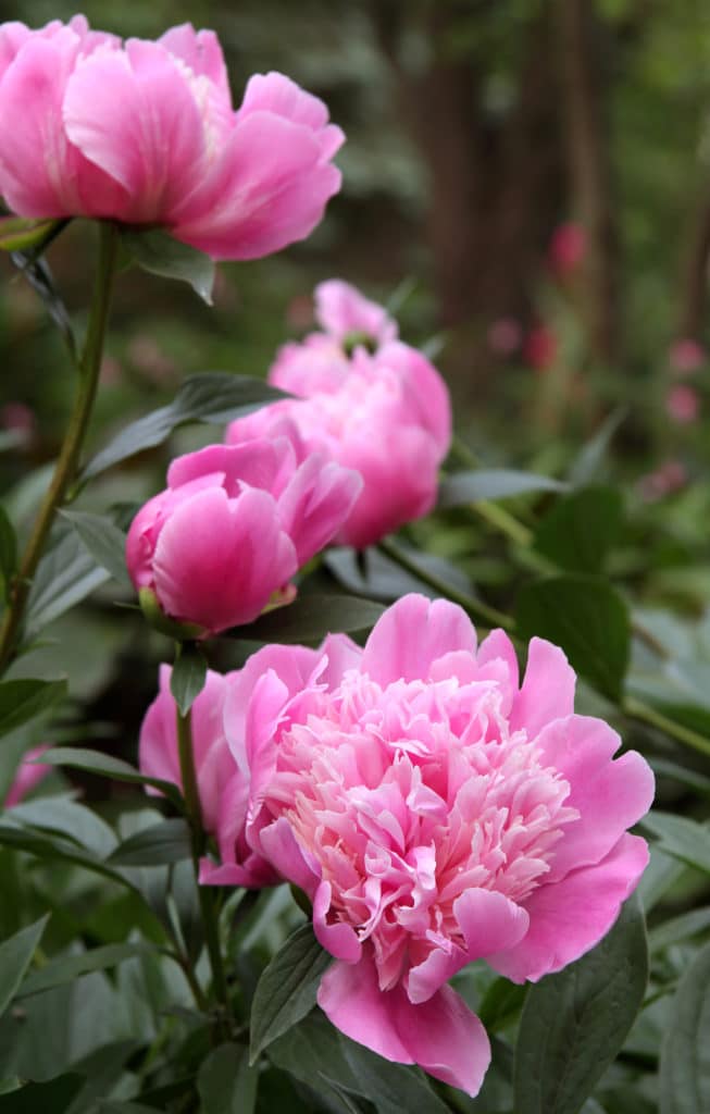 Bright pink peony flowers blooming on top of dark-green stems.