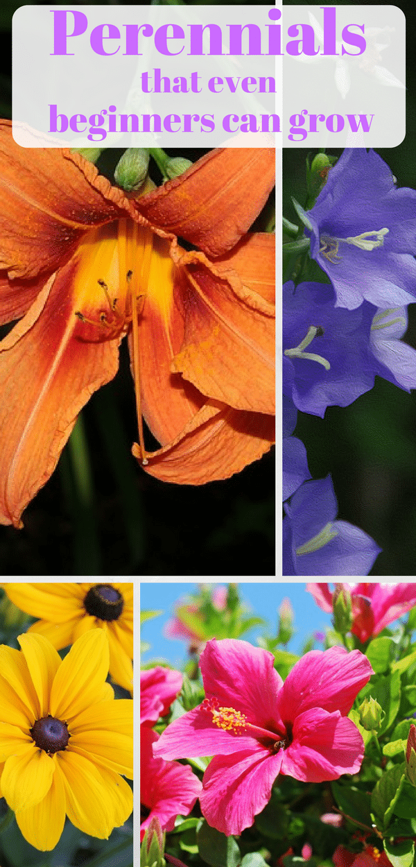 Perennials For Beginners - Natalie Linda