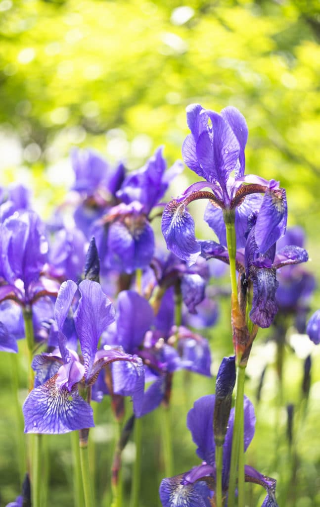 Blue-purple Siberian Iris perennial flower  that features large flower petals on long thin stems.
