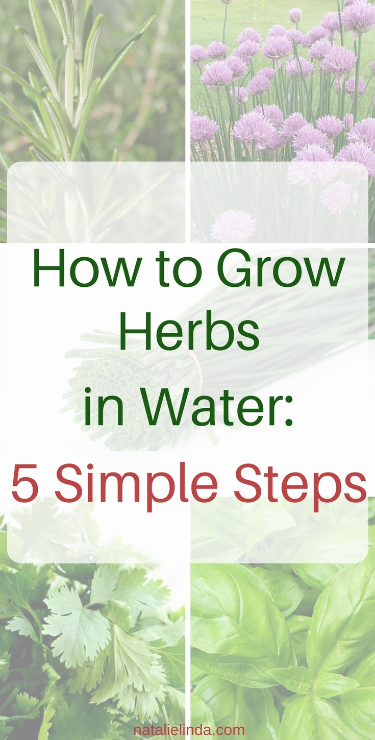 How to Grow Herbs in Water All Year Long Natalie Linda