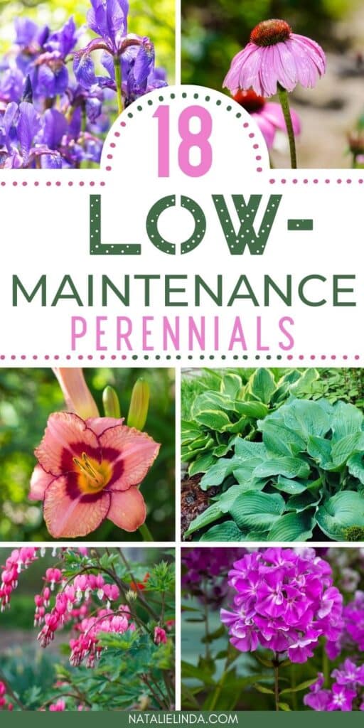 Low-maintenance perennial flowers and plants for an easy-care garden.