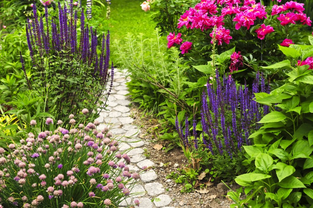 Perennial garden filled with green purple, and pink flowers along a paved walkway