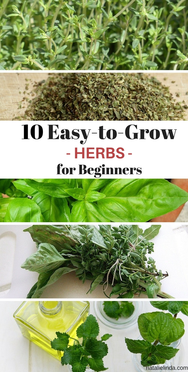 10 Herbs That Are Easy To Grow 2 - Natalie Linda