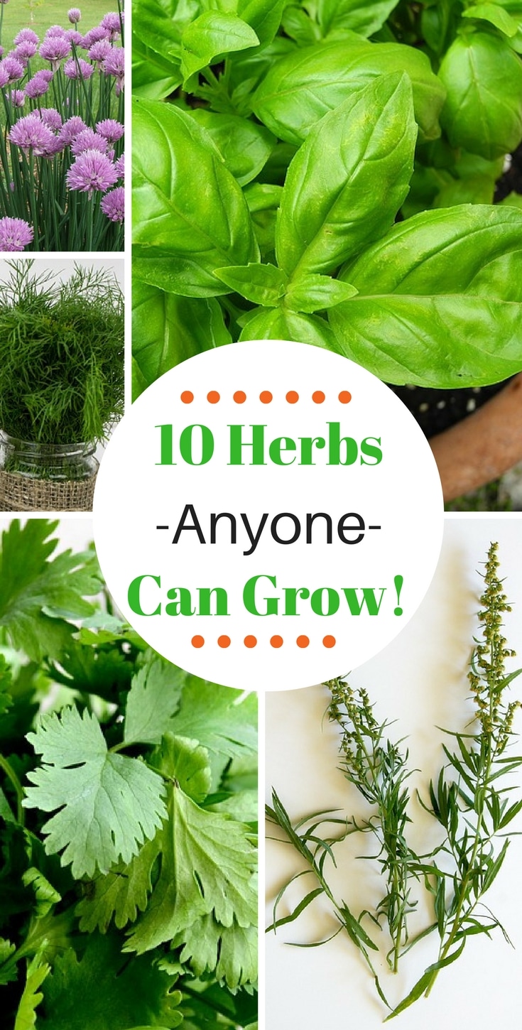 10 Herbs That Are Easy To Grow 3 Natalie Linda