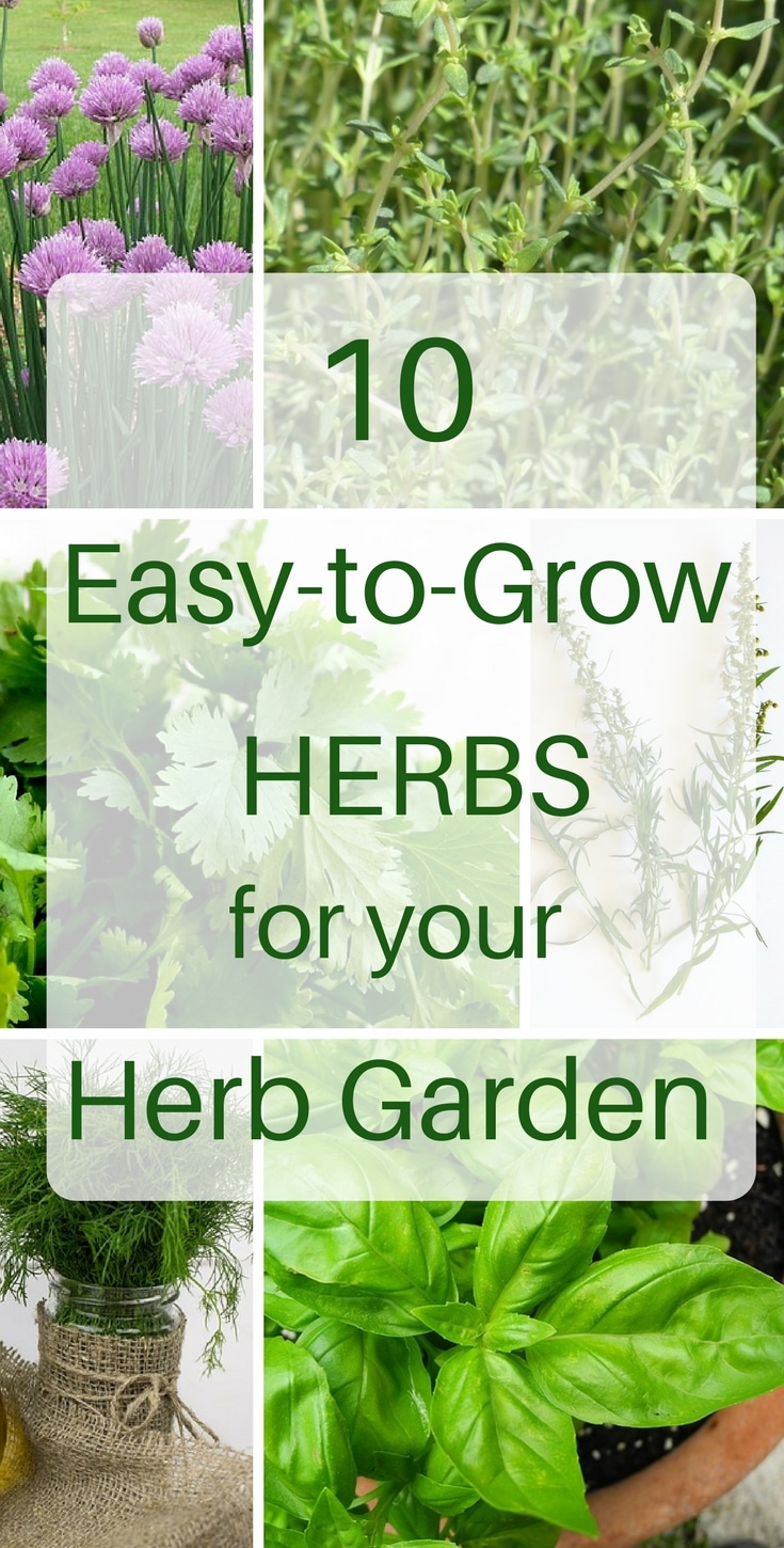 10 Herbs That Are Easy To Grow 4 - Natalie Linda