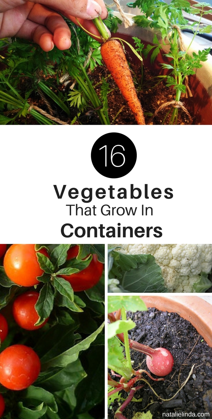 16 Vegetables That Grow In Containers Natalie Linda 