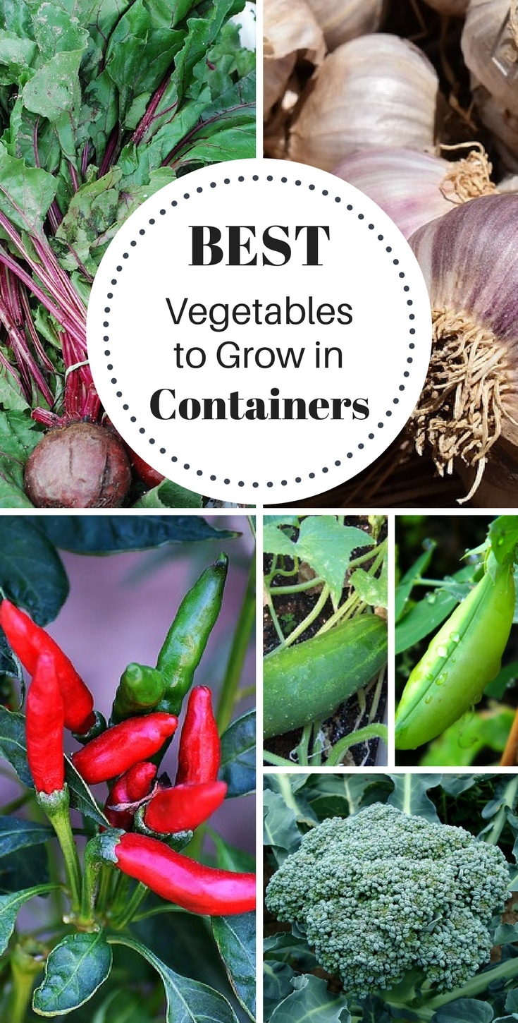 16 Vegetables That Grow In Containers - Natalie Linda