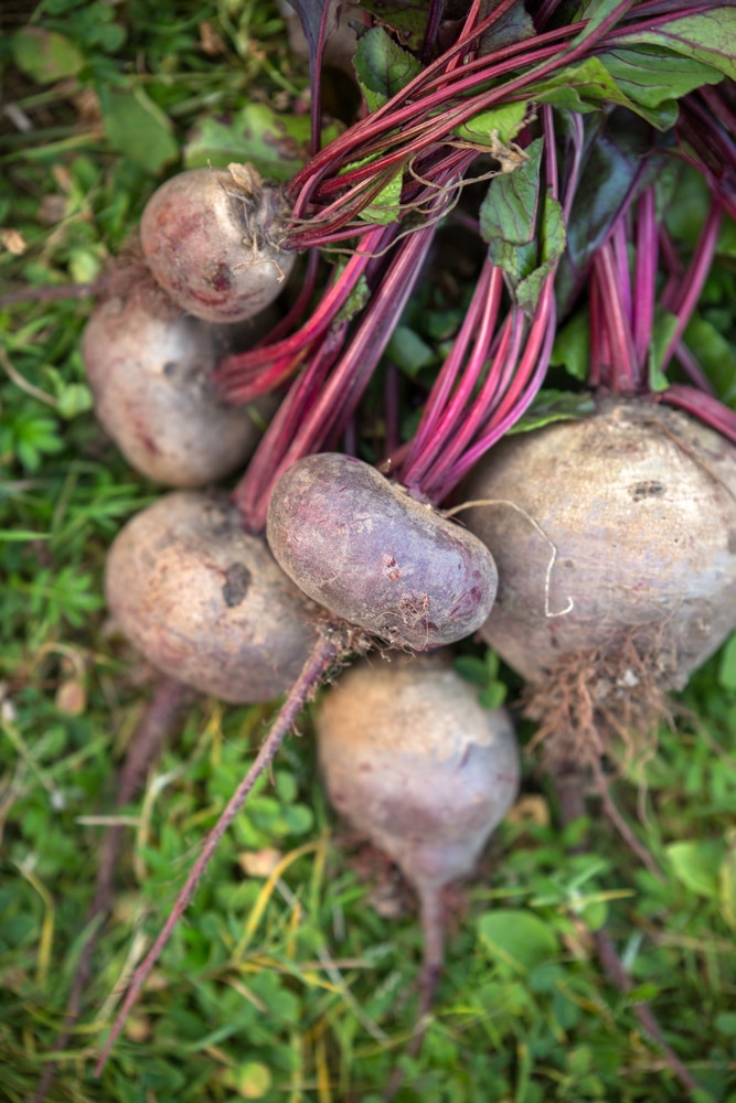 Beets are vegetables that can grow in containers!