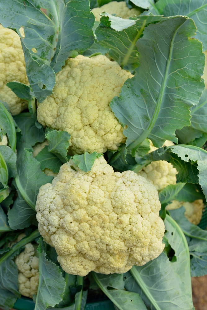 Cauliflower is a vegetable that grows well in containers!