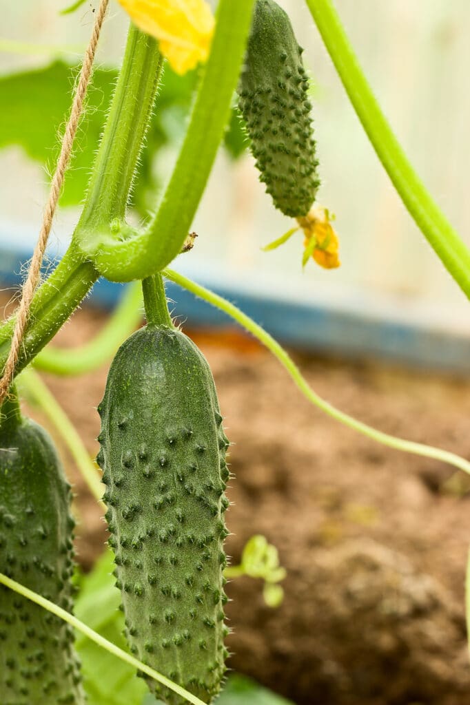 Cucumber is one vegetable/fruit that thrives in containers!