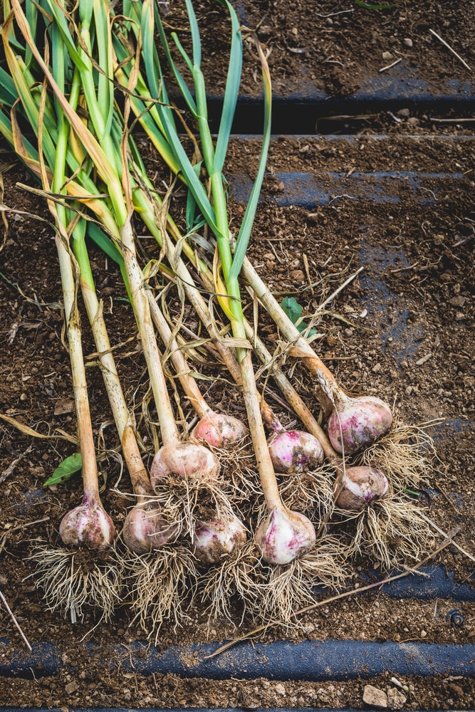 Garlic is one vegetable among many that can thrive in containers!