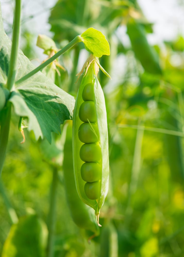 Green peas are one of many vegetables that grow in containers!