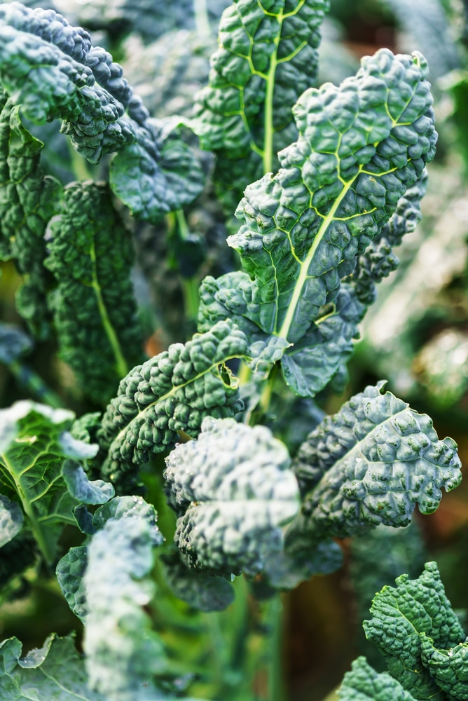 Kale is a leafy vegetable that thrive in containers!