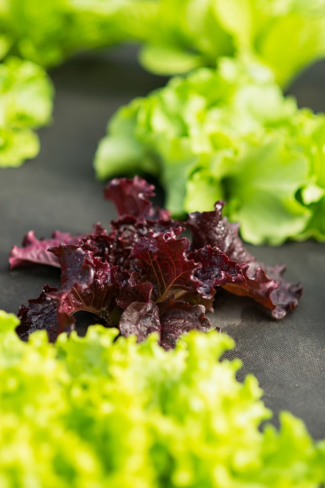 Lettuce Is a vegetable that can grow in containers!