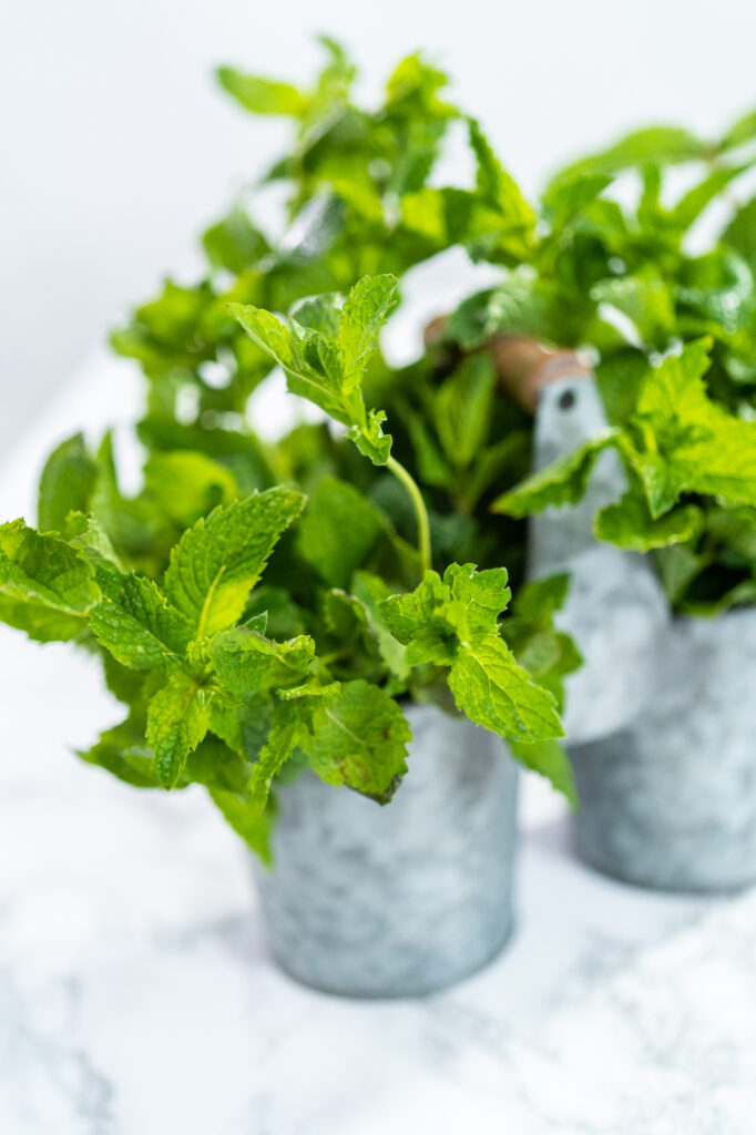 Mint is one of the easiest herbs you can grow!