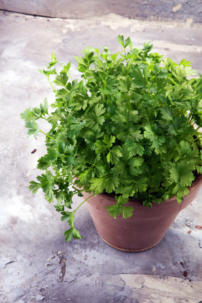 Parsley is an easy-to-grow herb that can be grown in a pot and is great for cooking!