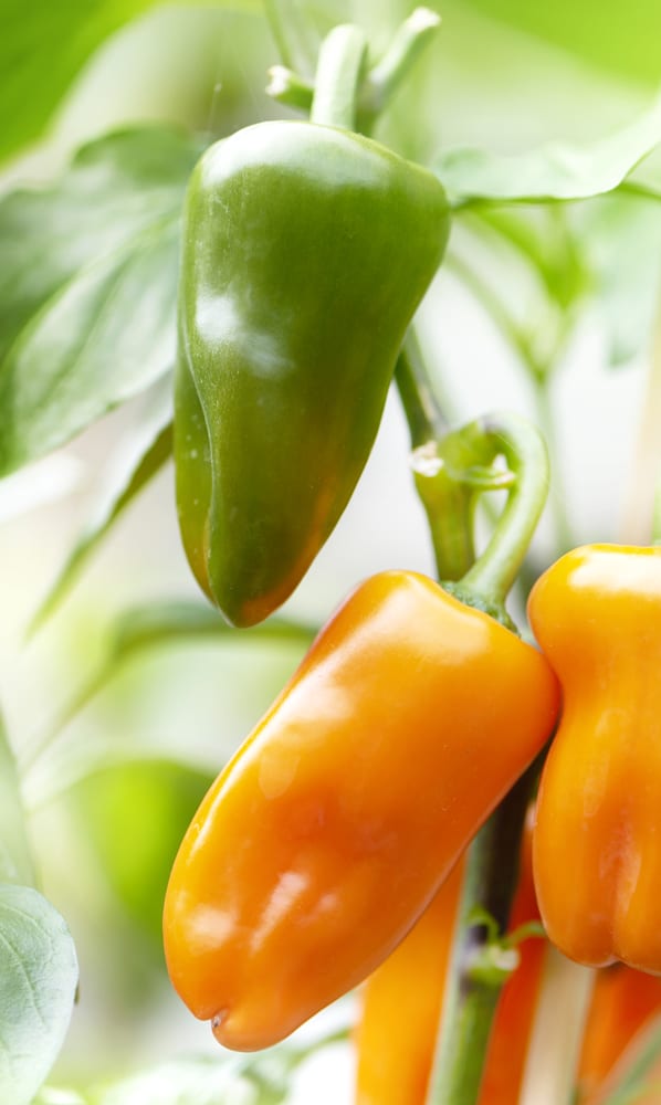 Peppers are an excellent vegetable to grow in containers!