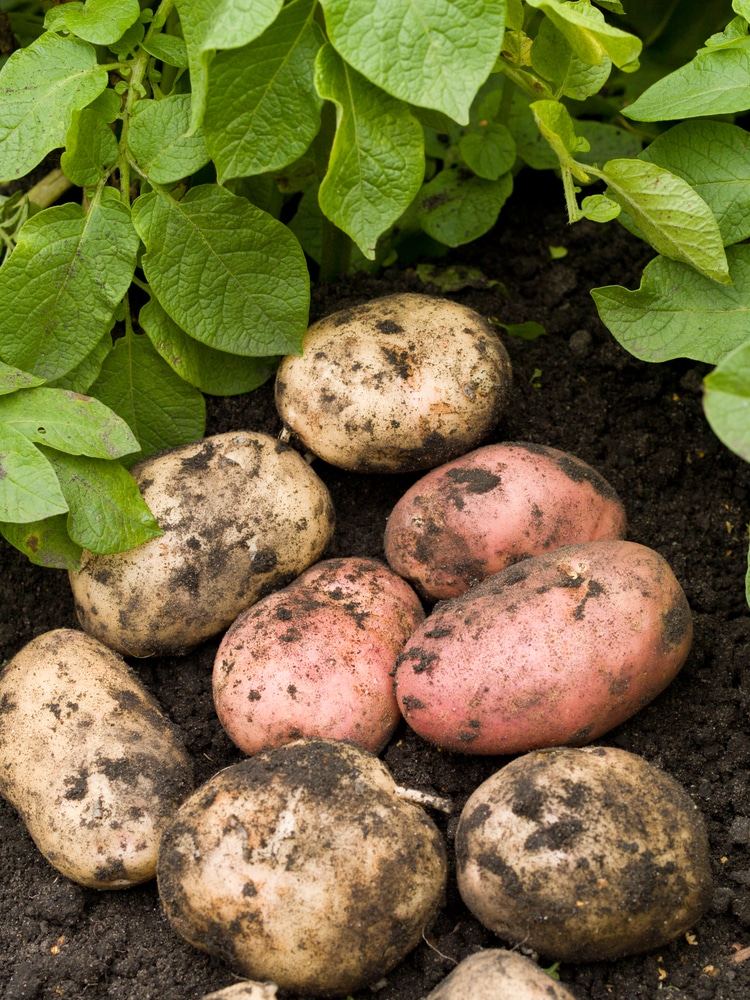 Potatoes are vegetables that can be grown in containers!