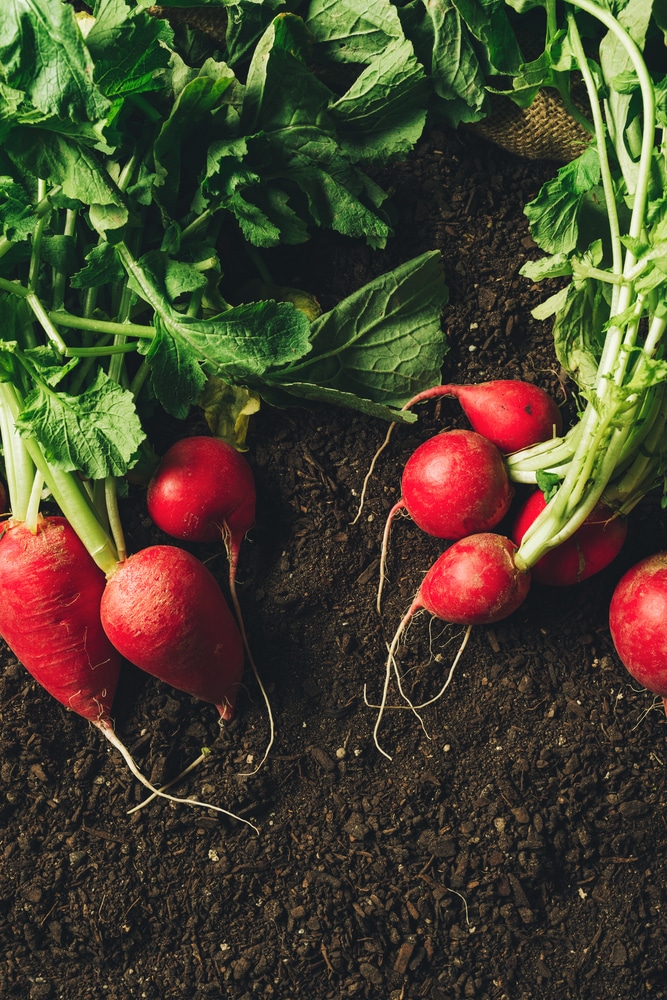 Red radishes shaped as bulbs, laying on top of dark soil, still attached to the leaves on top.