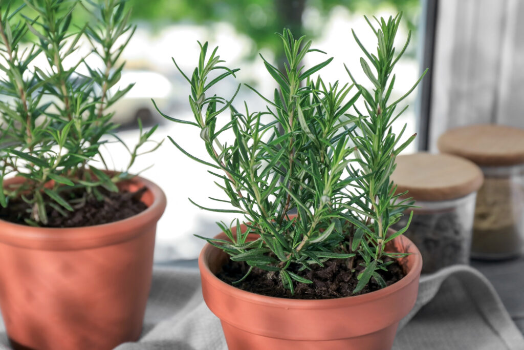 Rosemary herb plants in pots are very easy to grow!