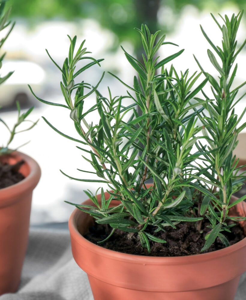 These herbs are easy to grow!
