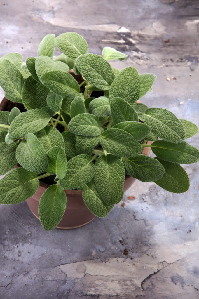 Sage herbs are an easy-to-grow herb!