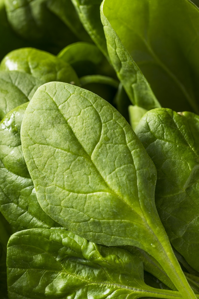 Spinach is one of 16 vegetables that thrive in containers!