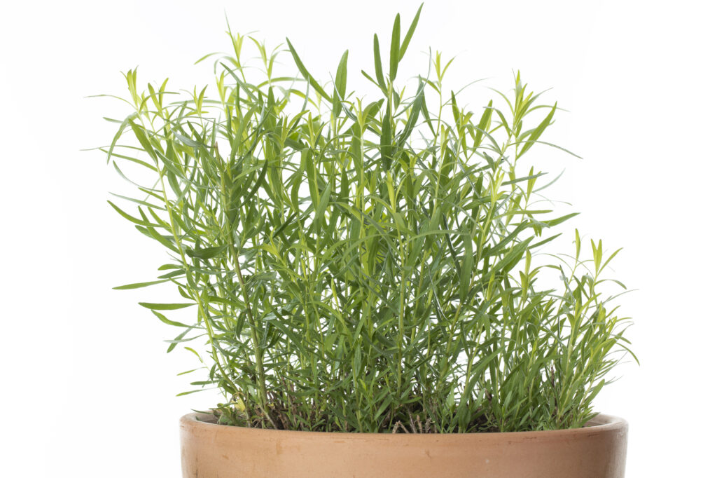 Tarragon makes this list of easy-to-grow herbs!