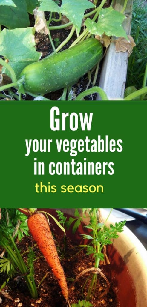 16 Vegetables That Grow In Containers - Inspiration for Your Home and ...