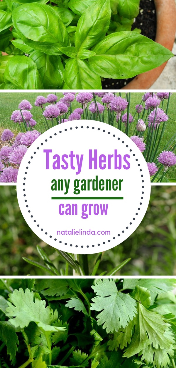 Tasty Herbs Pin Natalie Linda Tasty Herbs Pin Natalie Linda