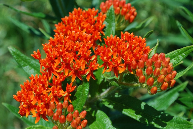 Butterfly Weed Full Sun Perennial