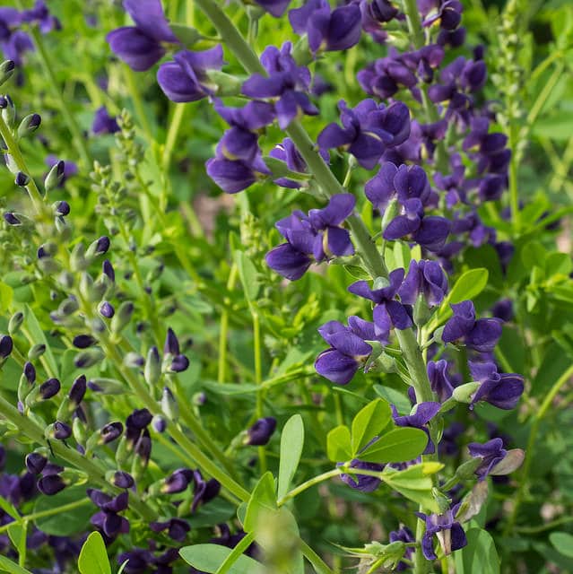 Full Sun Perennials