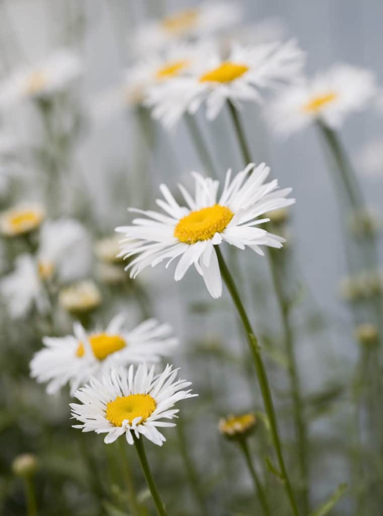 Daisy full sun perennial